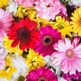 Gerbera Florals Flower Wall Effect Canvas Photography Background