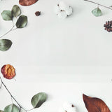 Autumn Eucalyptus Canvas Photography Background