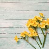 Daffodils Pale Wooden Effect Canvas Photography Background