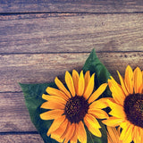 Sunflowers Dark Wooden Canvas Photography Background